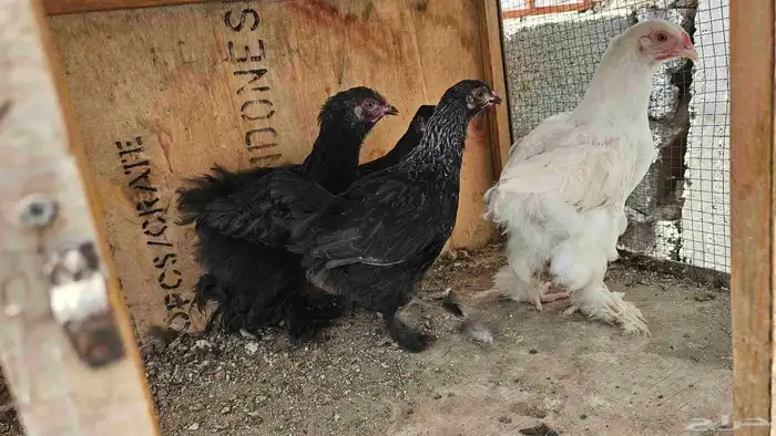 فروخ براهما عمر شهرين العدد 6 0