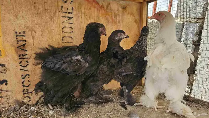 فروخ براهما عمر شهرين العدد 6 1