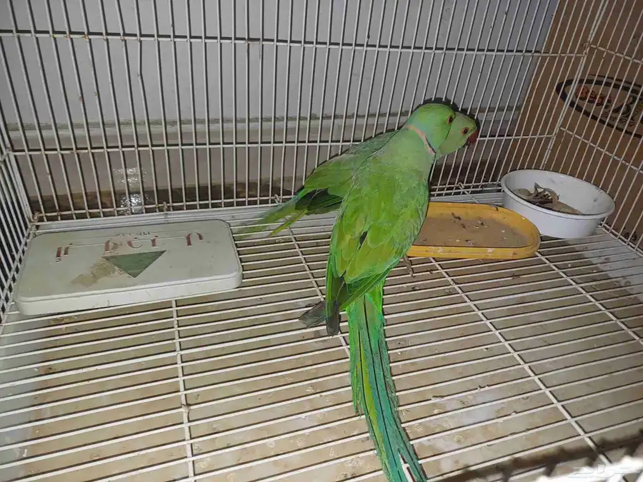4 اجواز درة جملة 550 2