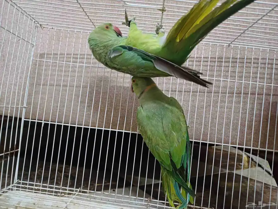 4 اجواز درة جملة 550 3