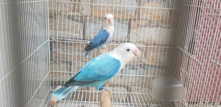 زوج فيشر بلو اوبلاين جاهز محلل بشهايد حد 600ريال 8