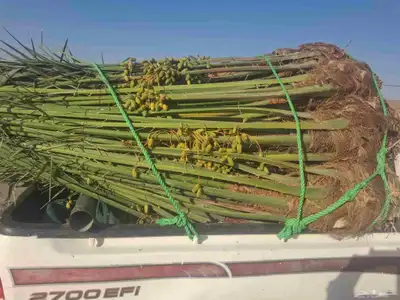 يوجدلدين جميع انواع انخل المثمره وزينه 6