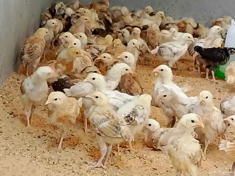 صوص بلدي 7
