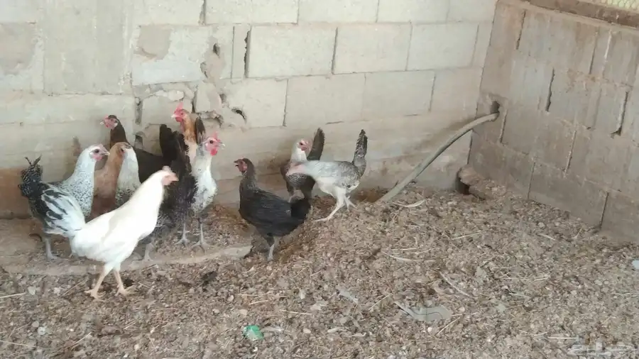 دجاج فيومي وبلدي عشر حبات للبيع العمر سنه واربع شهور بياض 1
