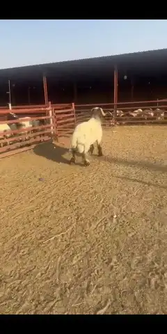 فحل نعيمي سدس للبيع 1
