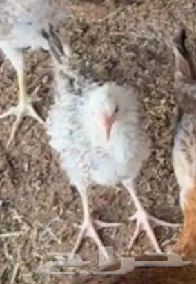 دجاج 1