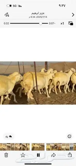 غنم حريات حرش دفيع شرط سونار 4