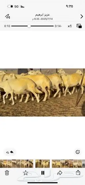 غنم حريات حرش دفيع شرط سونار 9
