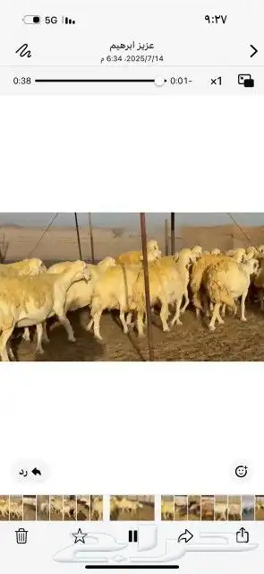 غنم حريات حرش دفيع شرط سونار 5