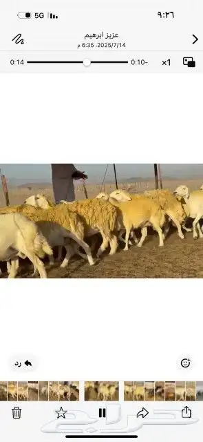 غنم حريات حرش دفيع شرط سونار 8