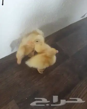 بط بكيني للبيع 0