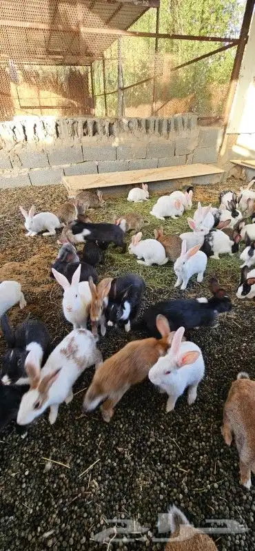 أرانب 1