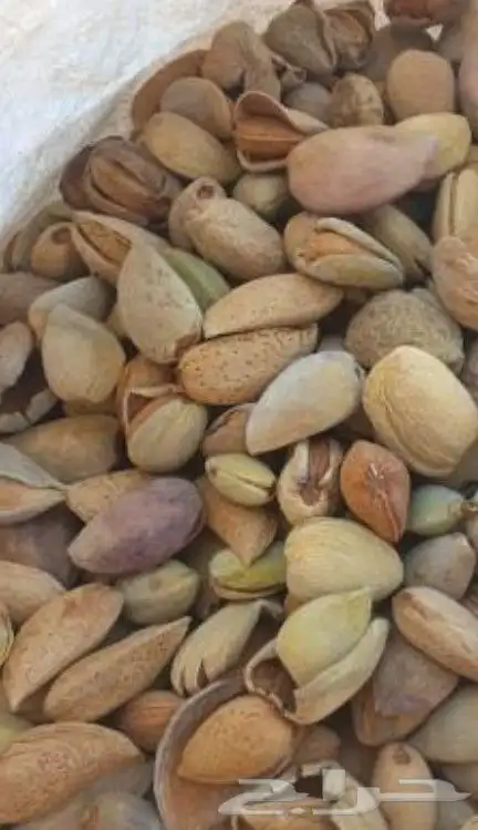 لوز ميسان (جبلي _ بلدي ) البجلي 1