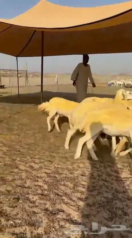 غنم حريات رخال 0