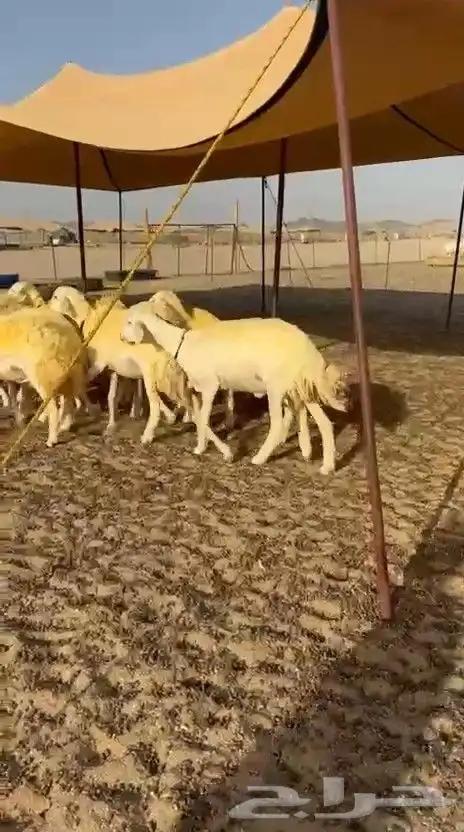 غنم حريات رخال 1