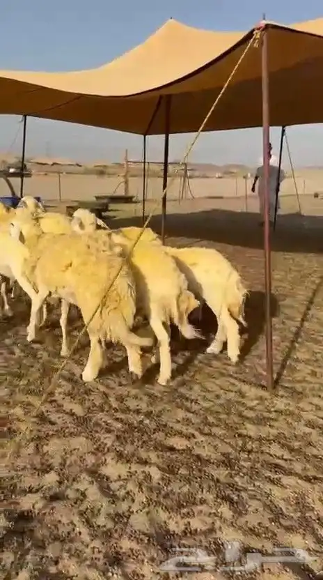 غنم حريات رخال 7