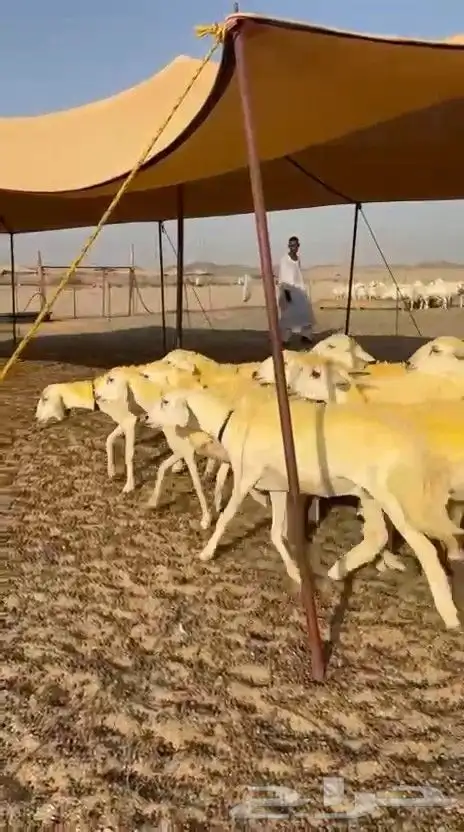 غنم حريات رخال 2