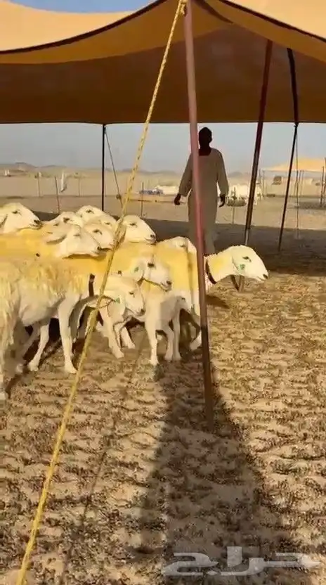 غنم حريات رخال 6