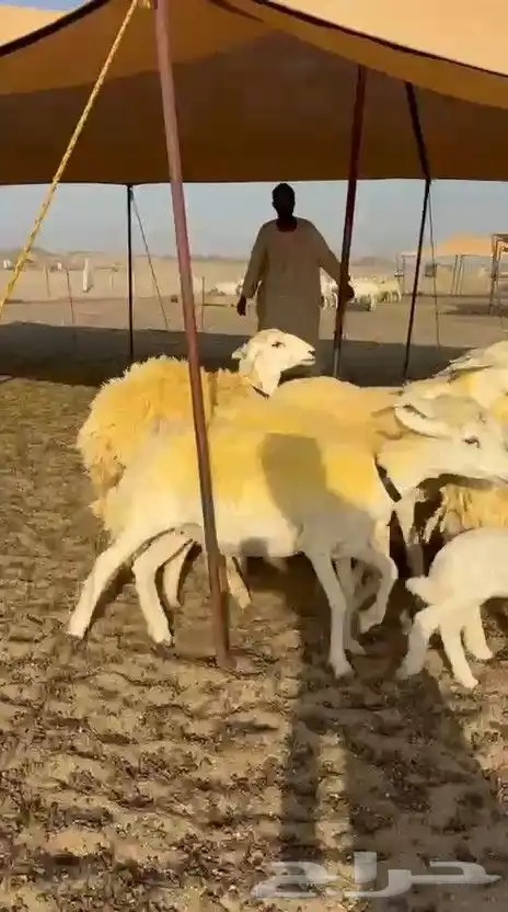 غنم حريات رخال 3