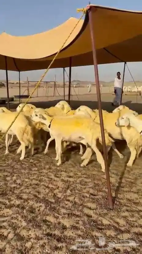 غنم حريات رخال 5