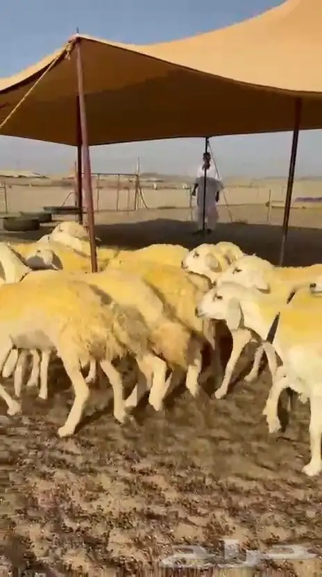 غنم حريات رخال 8