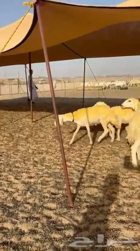 غنم حريات رخال 4