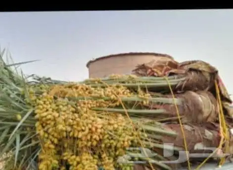 الشرقيه الدمام حفرالباطن جميع مناطق المملكة 9