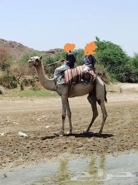 ركبي جذع طايع.. وادي قنونا 0