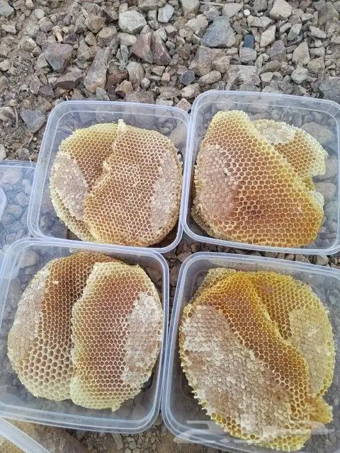 عسل طلح وقرض 1