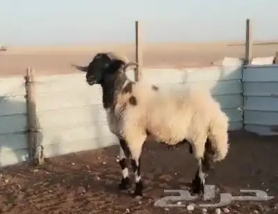 للبيع فحل نعيم خصم 1