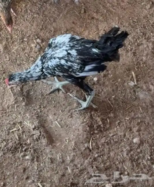 دجاج 0