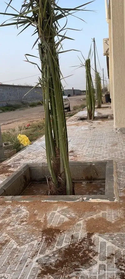 يوجد لدينا جميع انواع انخيل 9