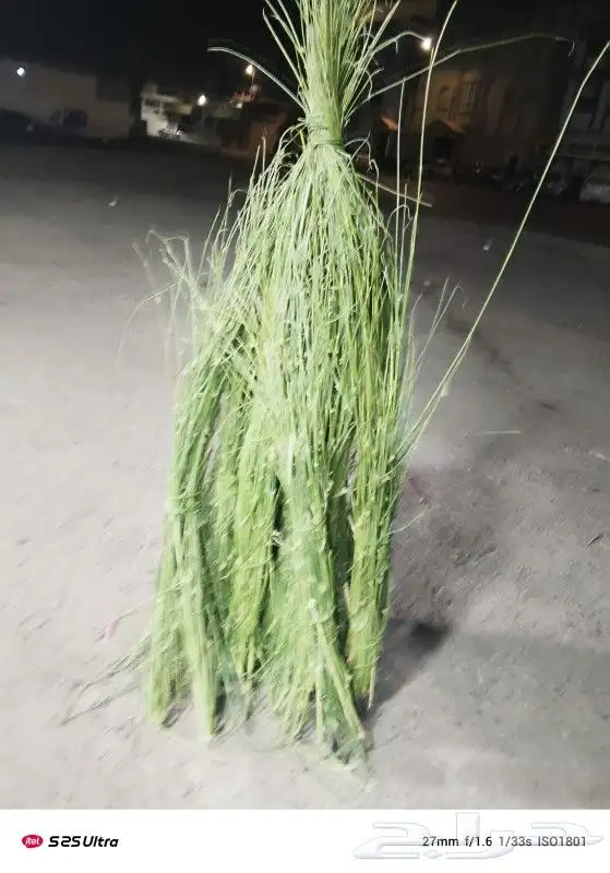 الطائف 3