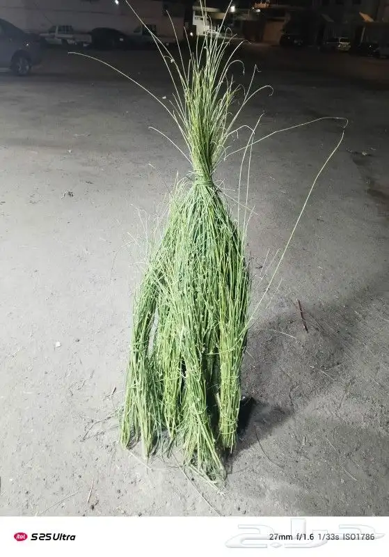 الطائف 1