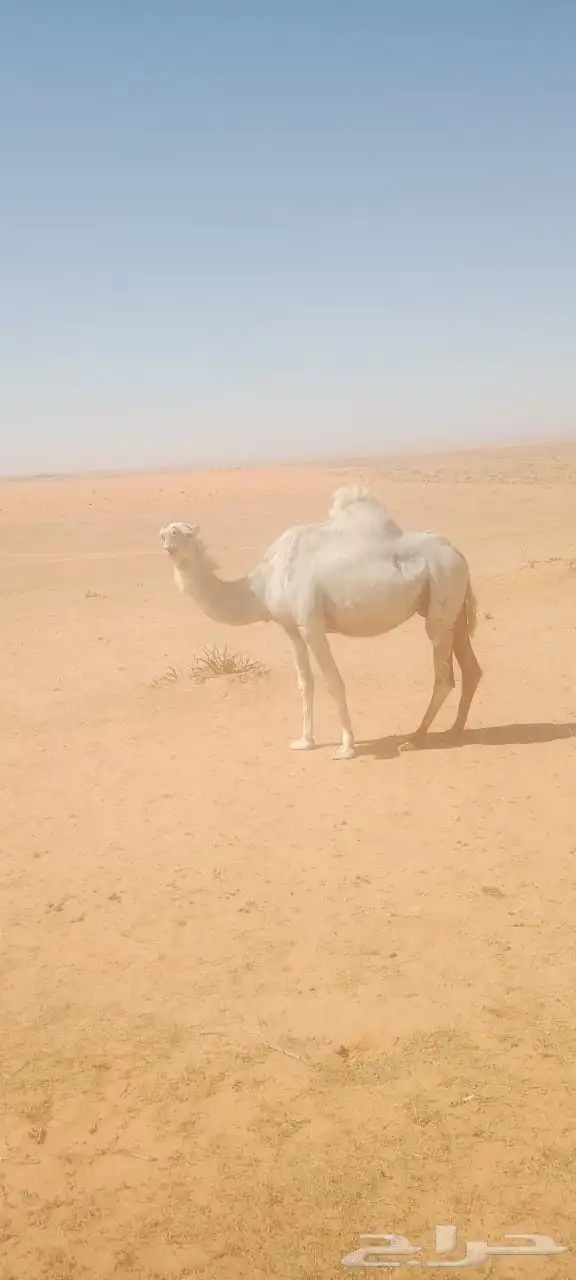لحقة نصوف هدية سليمة من الأمراض مضربة على فحل طيب الزاهي 1