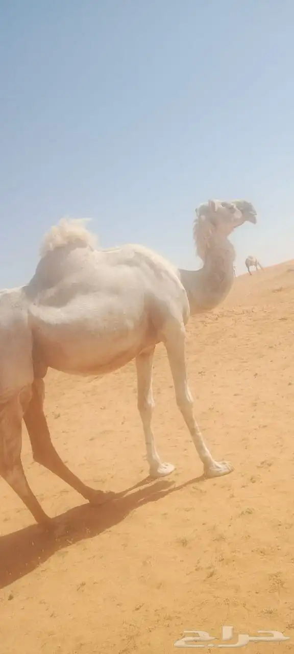 لحقة نصوف هدية سليمة من الأمراض مضربة على فحل طيب الزاهي 2