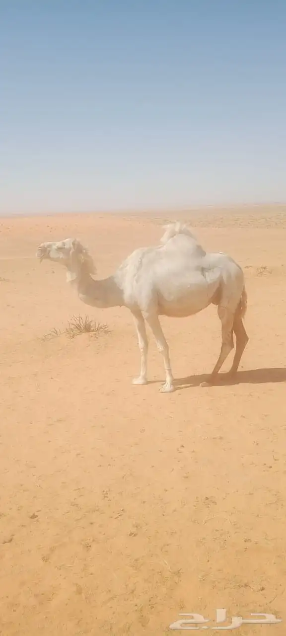 لحقة نصوف هدية سليمة من الأمراض مضربة على فحل طيب الزاهي 0