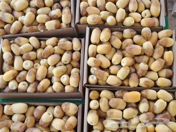 تمر خلاص فاخر خراف اليوم الدلم 2