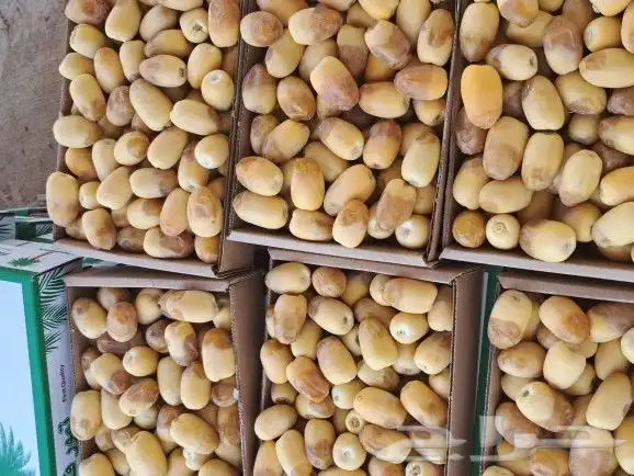 تمر خلاص فاخر خراف اليوم الدلم 0