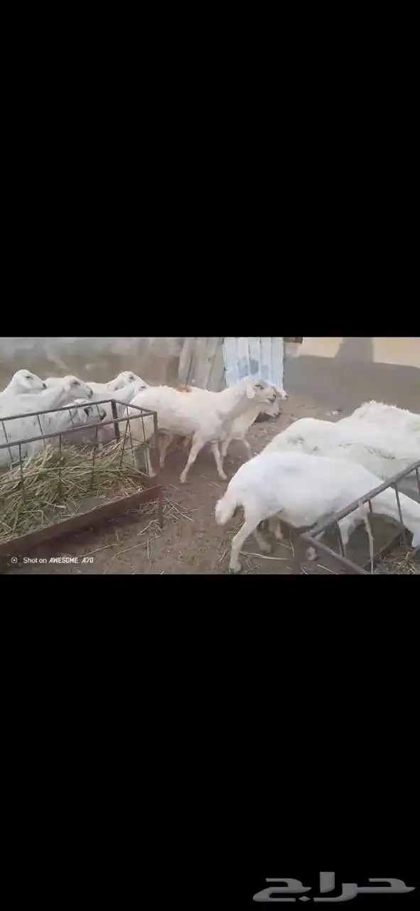 ضان مقاني بالفحل 9