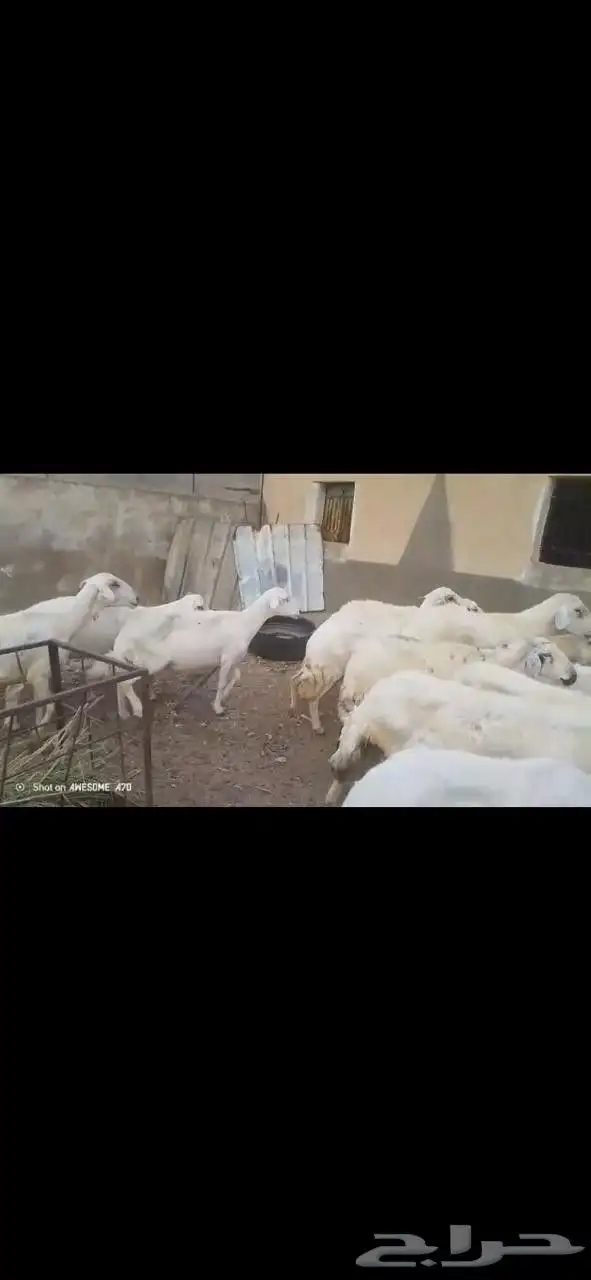 ضان مقاني بالفحل 8