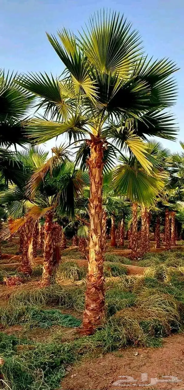 نخل واشنطني 1