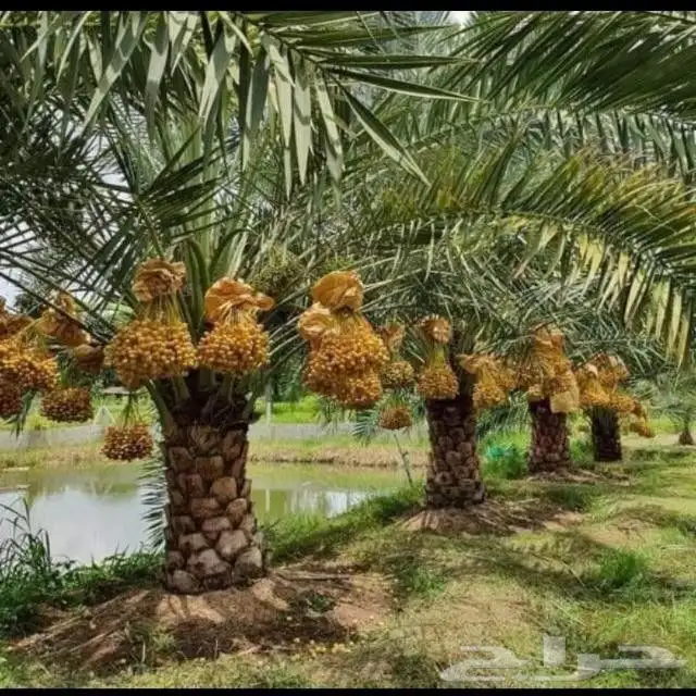 ثمرة نخيل 0