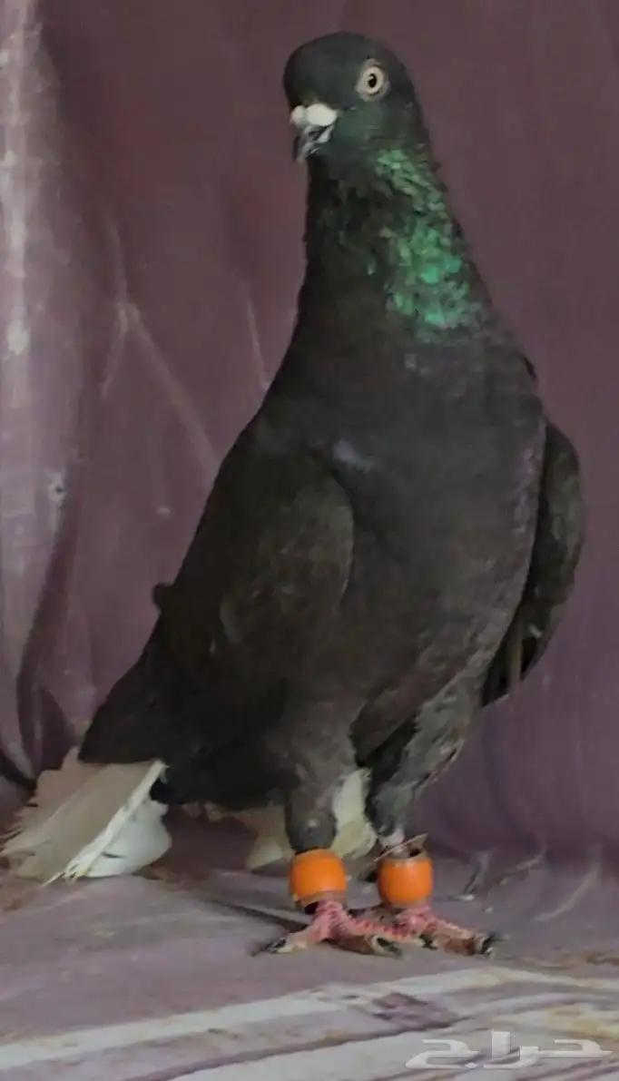 جوز نوريات سود ذنب كوخ 2