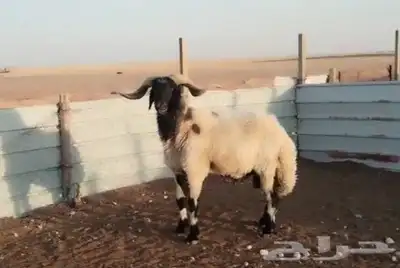 للبيع فحل نعيم خصم 0