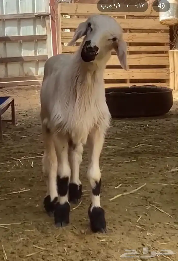 مشروع فحل فاخر 0