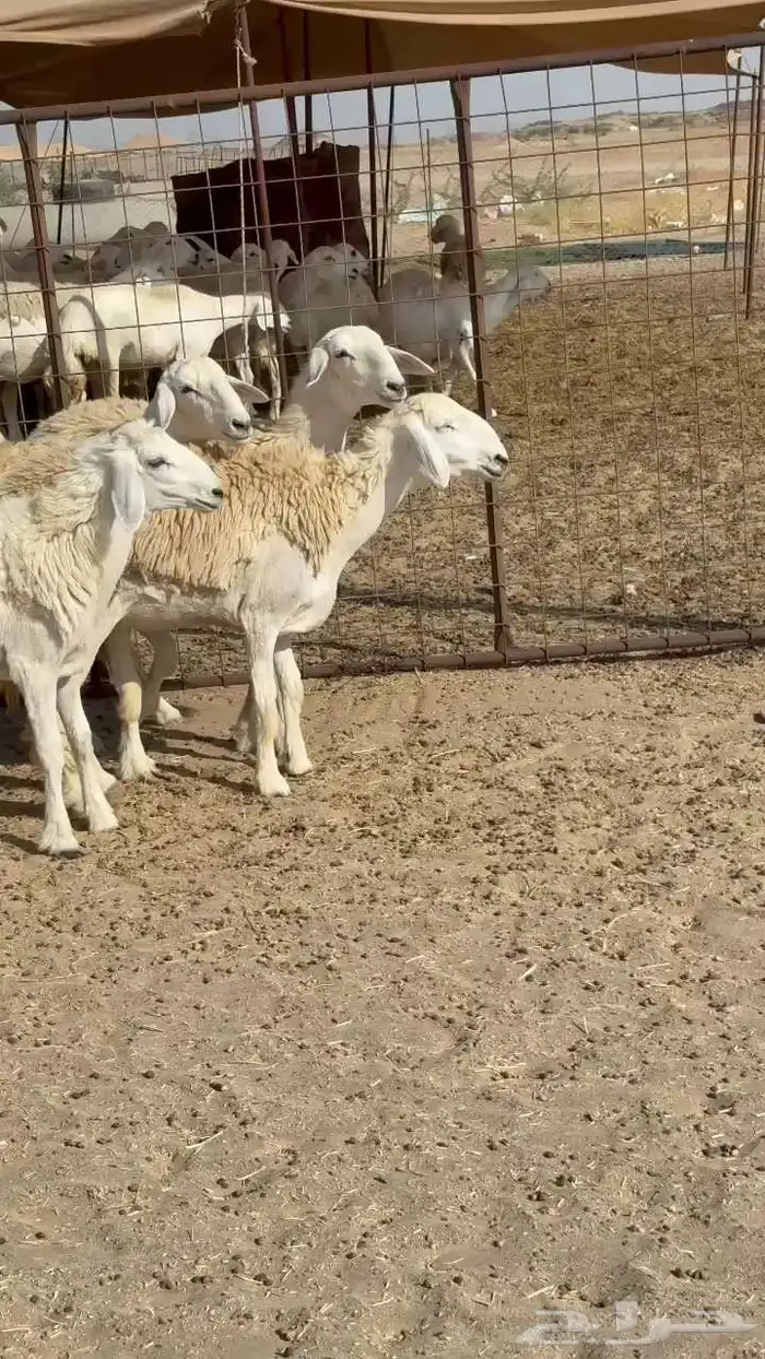 رخال حريات صنف 2