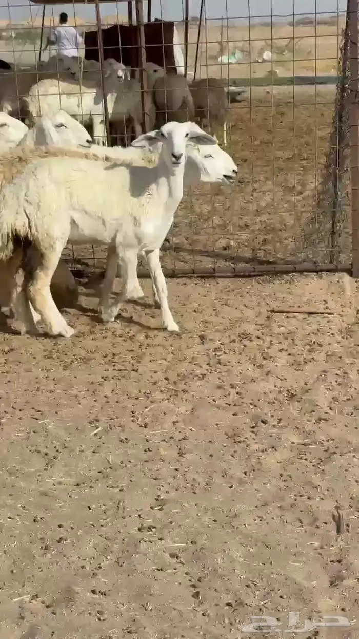 رخال حريات صنف 4