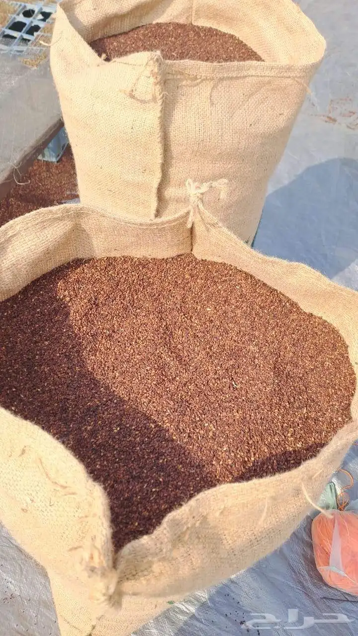 سمسم بلدي 0