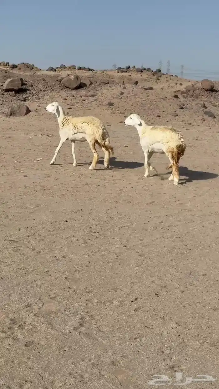 رخال حريات صنف 3